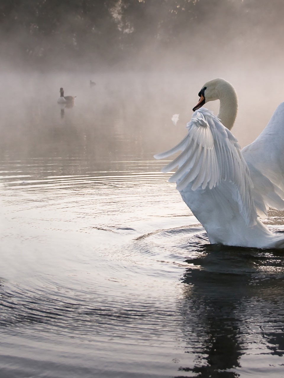 SwanFRS Just Keep Swimming