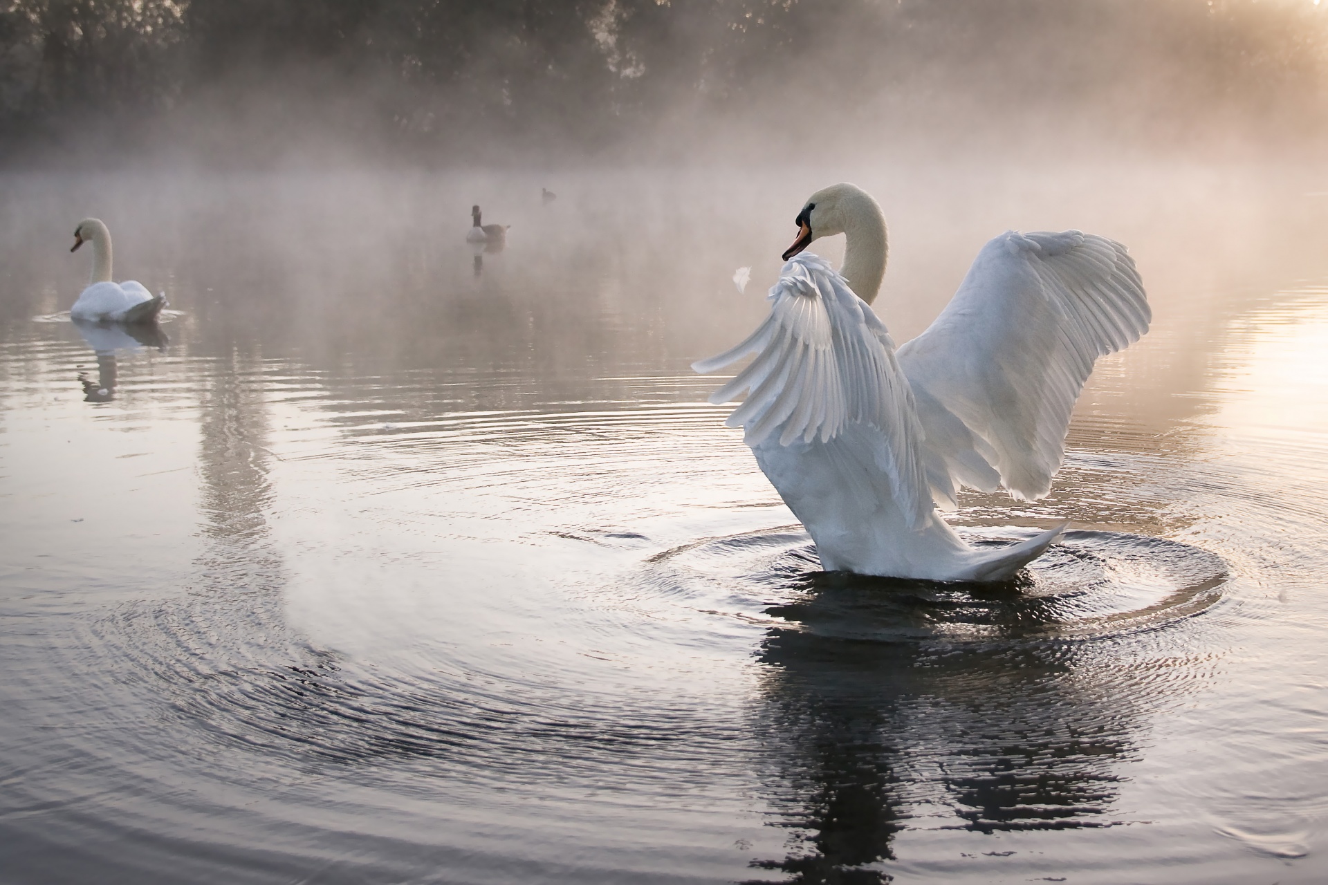 SwanFRS Just Keep Swimming